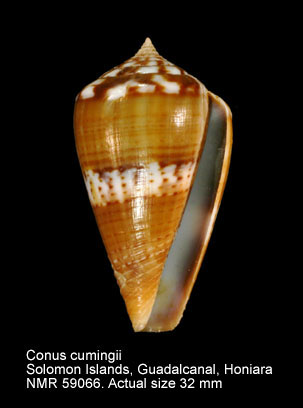 Conus cumingii.jpg - Conus cumingiiReeve,1848